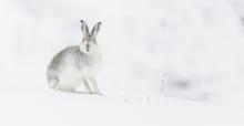 Curious Mountain Hare Monadhliath Mountains by Wendy Ball