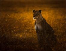 Lioness bathed in early morning light by John Gauvin