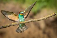 Bee Eater by Peter Yarrow