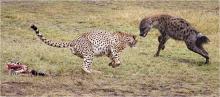 Defending the Meal - Maasai Mara by Michael Ball