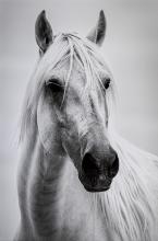 Carmargue Horse by Graham  Ainge