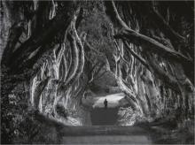 The Dark Hedges by Alan Cross LRPS