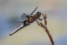 Broad-Bodied Chaser Dragonfly by Colin Mitchell