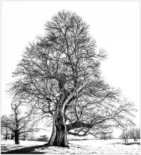 Ancient Tree by Colin Mitchell