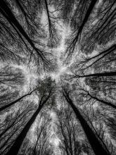 Seeing Pattern In Woods by Melanie Antoniades