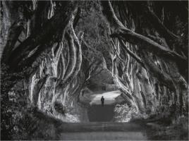 The Dark Hedges by Alan Cross LRPS